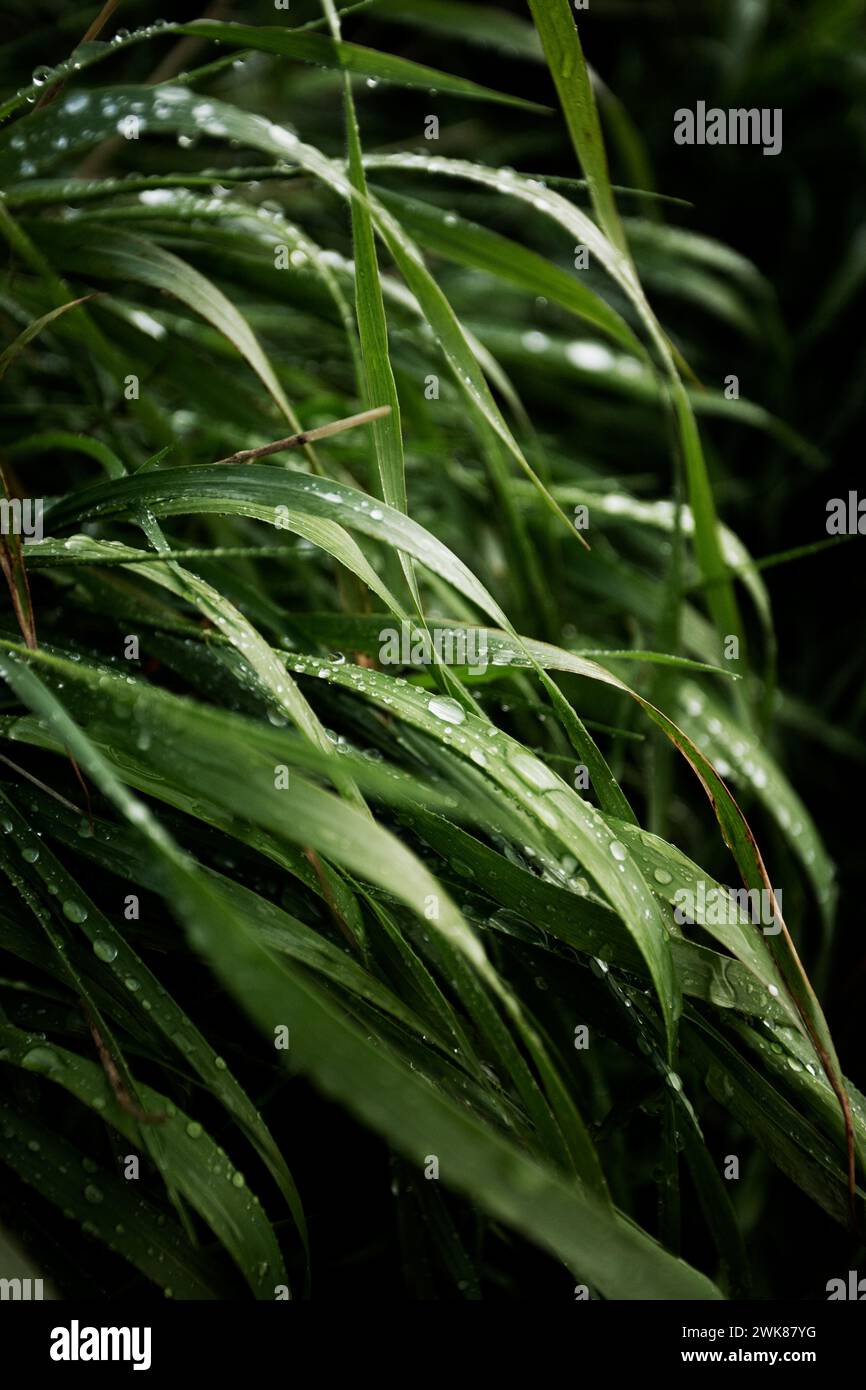 Raindrops on Long Grass, Iceland Stock Photo
