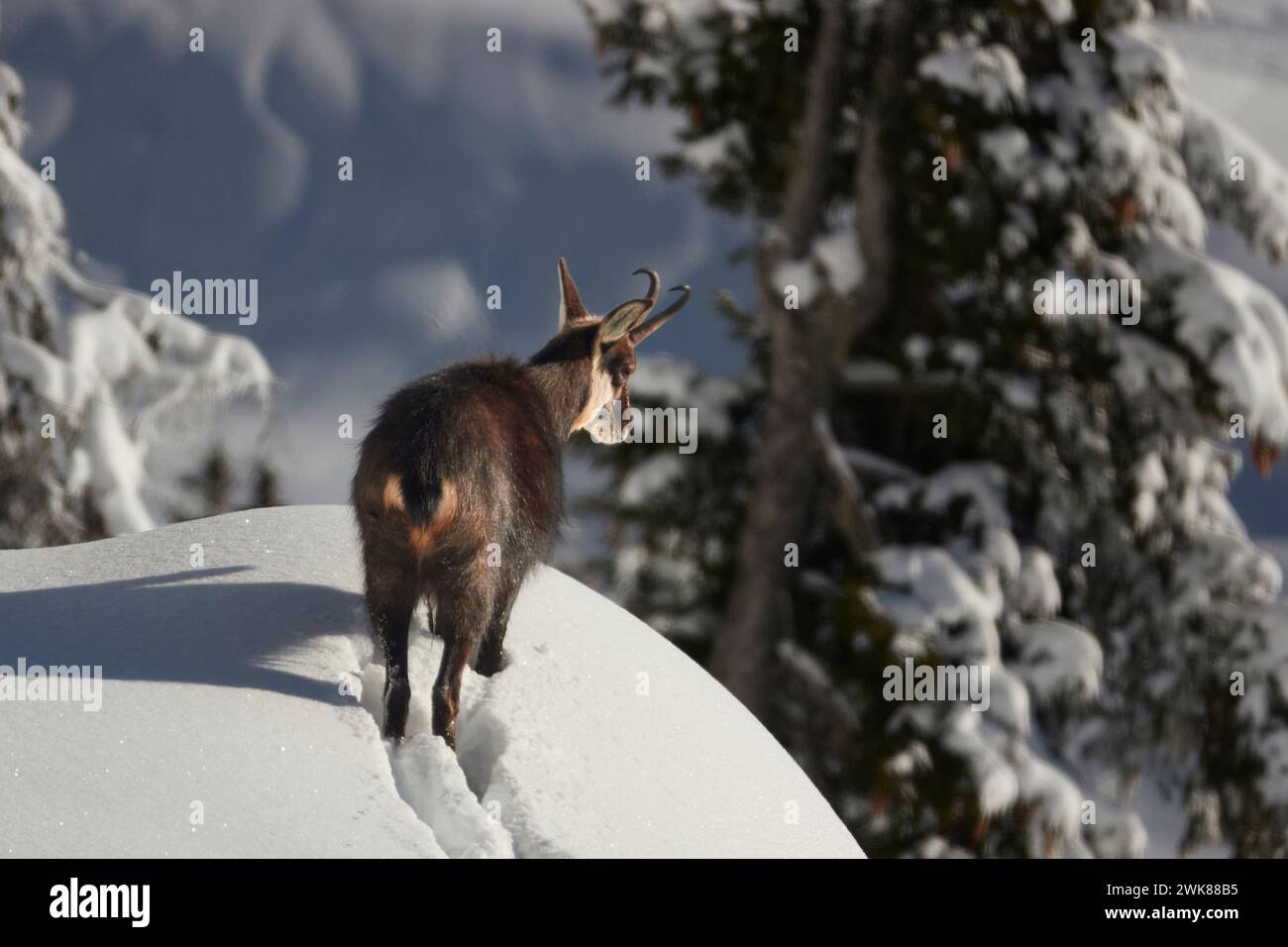 A wild chamois in Bettmeralp, Raron district, the canton of Valais, Switzerland Stock Photo