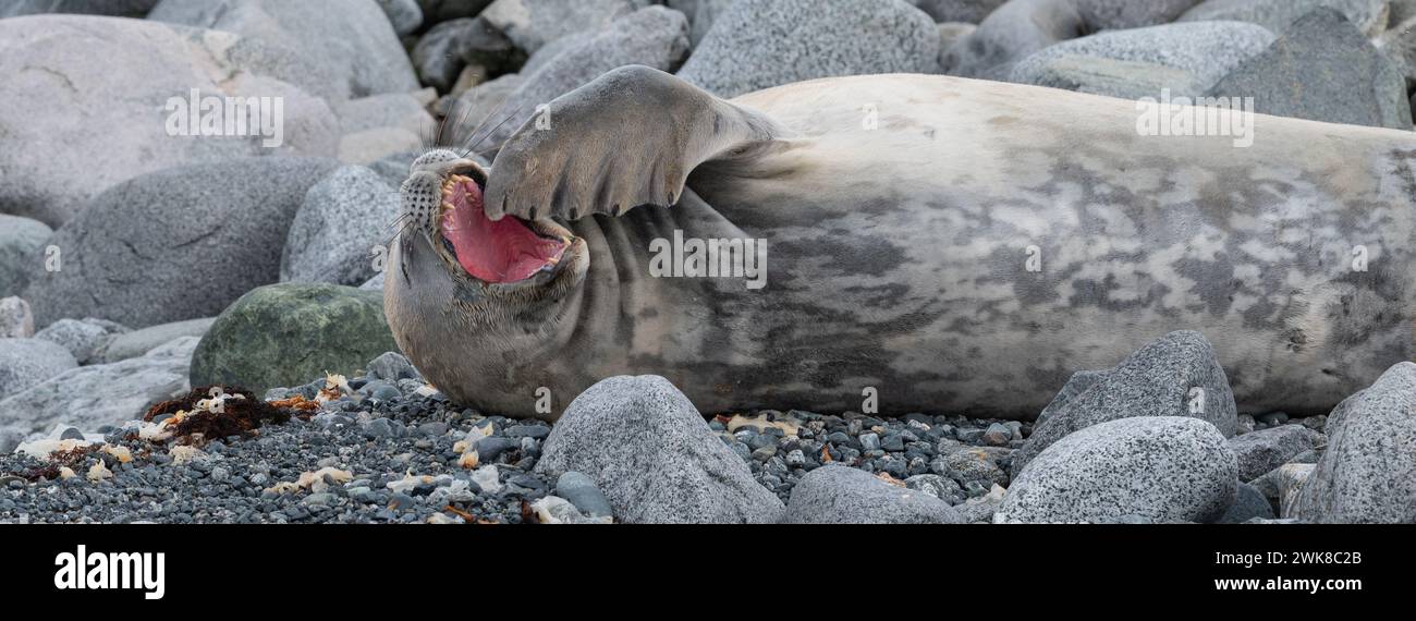 Yawning Weddell Seal with gesture of flipper at open mouth on coastline of Antarctic Peninsula. Stock Photo