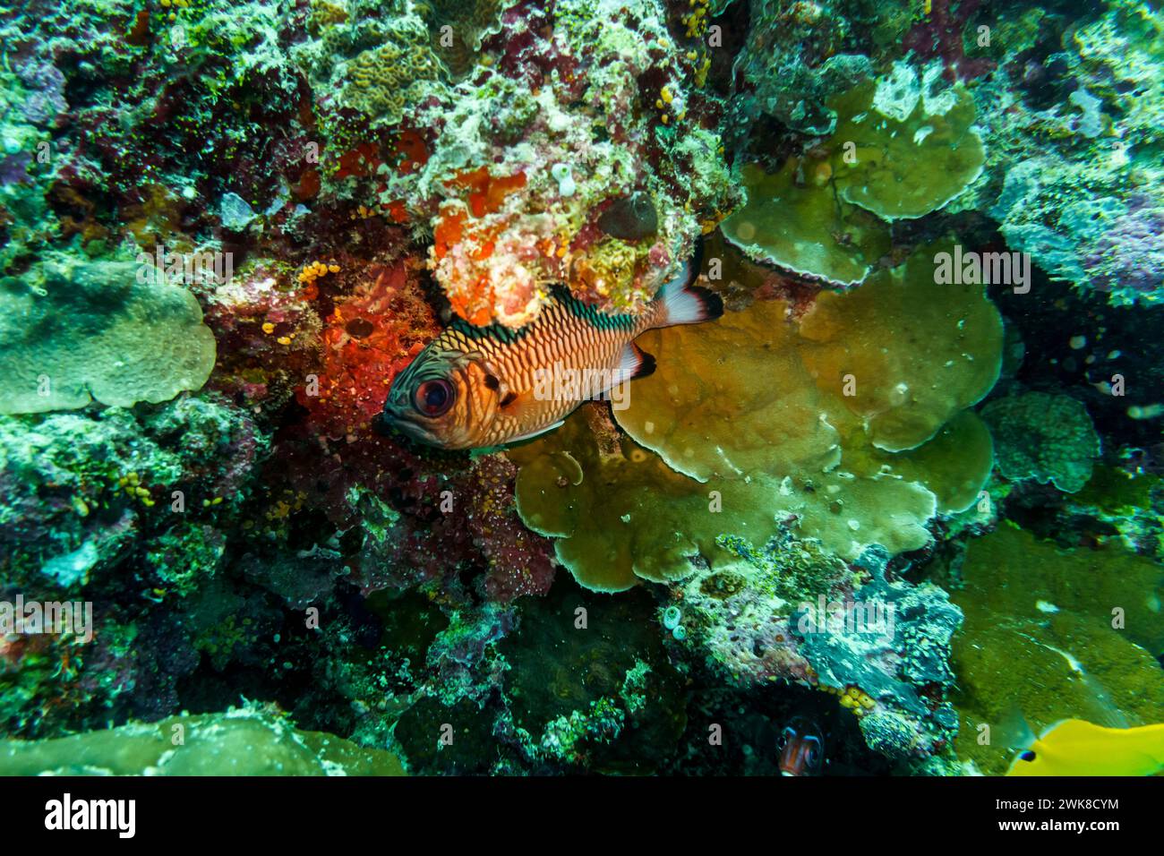 Blacktip soldier fish (Myripristis botche) in the coral reef of ...