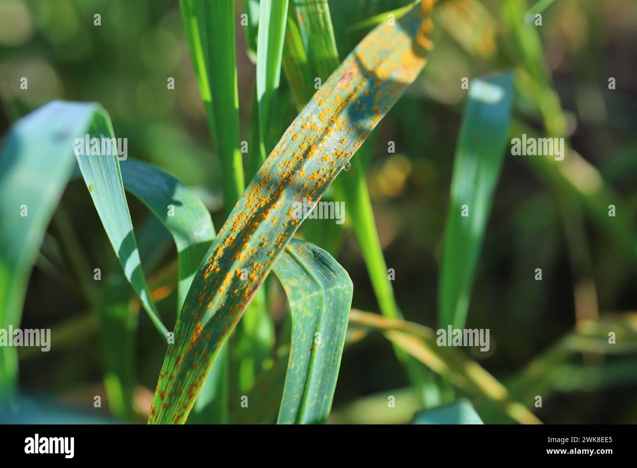 Wheat leaf or brown rust Puccinia trticina (recondita) erupting sporulating pustules on a cereal. Stock Photo