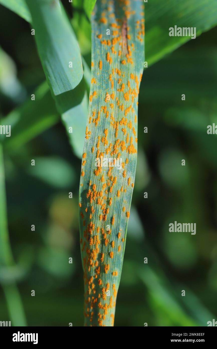 Wheat leaf or brown rust Puccinia trticina (recondita) erupting sporulating pustules on a cereal. Stock Photo