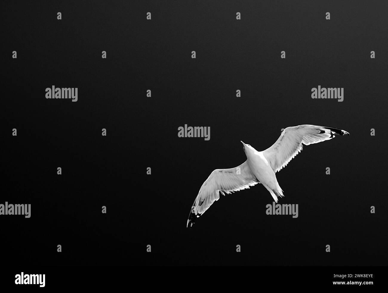 A seagull flying against a dark background in black and white Stock ...