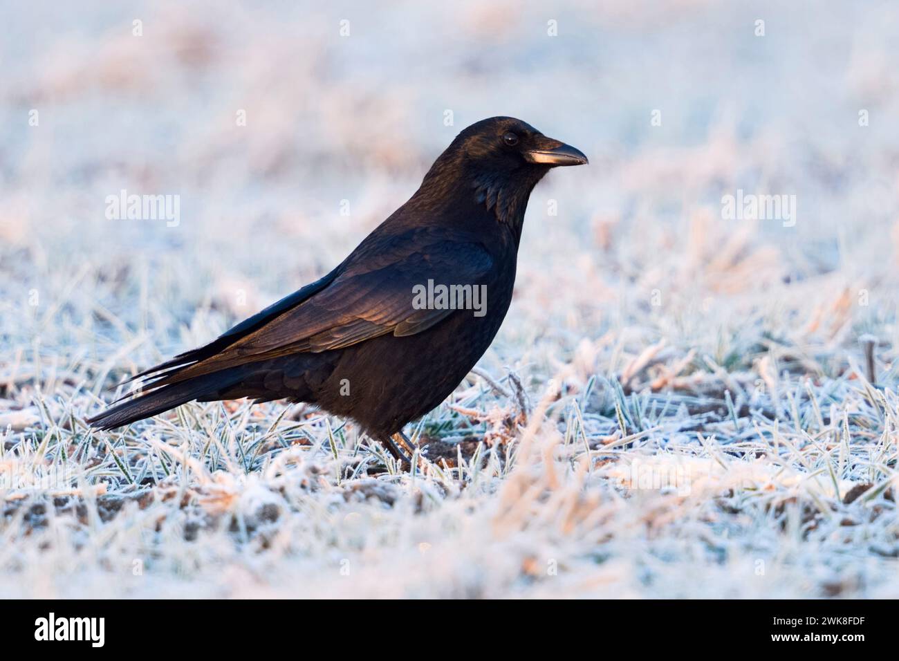 Carrion Crow ( Corvus corone ) in winter, sitting on hoarfrosted farmland, first morning light, shimmering plumage colors, wildlife, Europe. Stock Photo
