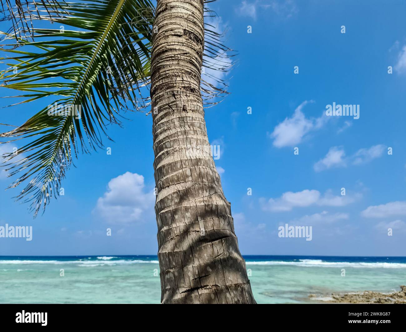 Palm trees on the beautiful beaches of the Indian Ocean in the Maldives ...