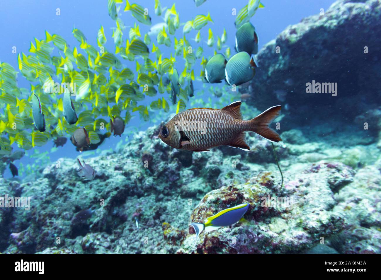 Blacktip soldier fish (Myripristis botche) in the coral reef of ...