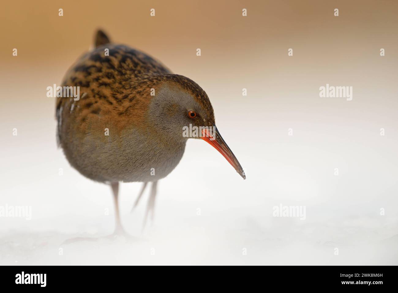 Wasserralle Rallus aquaticus  im frostigen, harten Winter, Standvogel, kein Zugvogel, im Schnee auf Nahrungssuche, wege Lebensraumverlust stark bedrohte, gefährdete Tierart, scheu, heimlich lebend, heimische Vogelwelt, Wildtiere, Europa. *** Water Rail / Wasserralle Rallus aquaticus  in winter, permanent resident, searching for food, threatened, endangered, wildlife, Europe. Deutschland, Europa Stock Photo