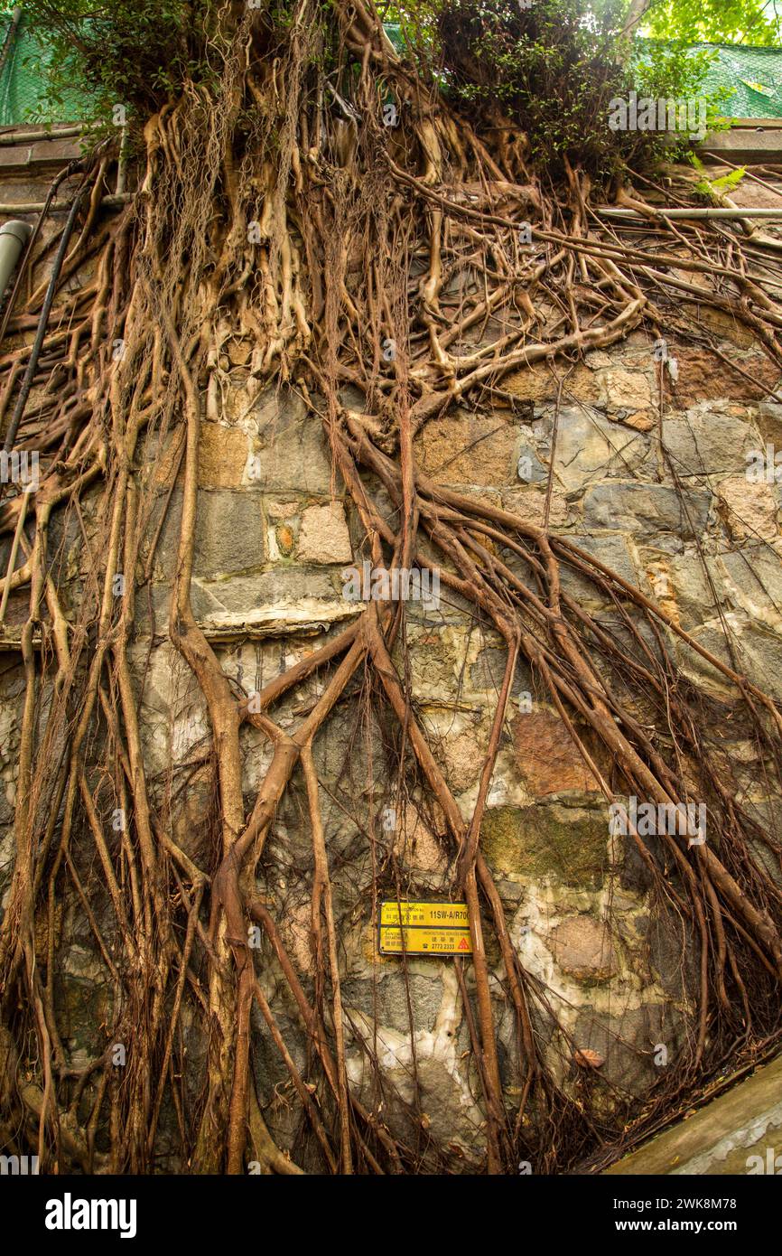 Tree roots hong kong hi-res stock photography and images - Alamy