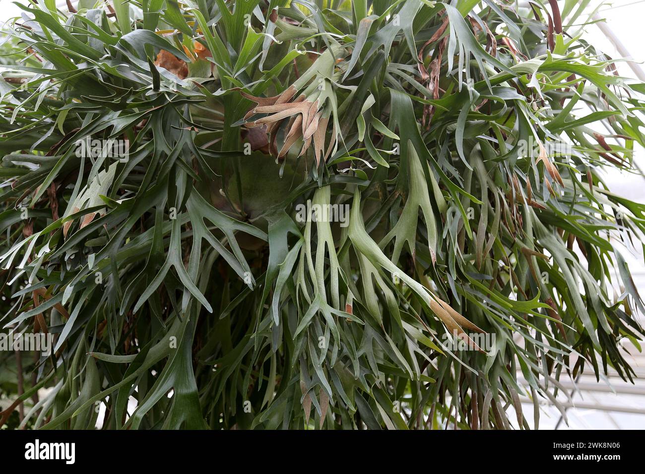 Staghorn Fern (Platycerium bifurcatum), Tropical Zone, Plants Before Time, Glasshouse, RHS Garden Wisley, Woking, Surrey, England, UK, Europe Stock Photo