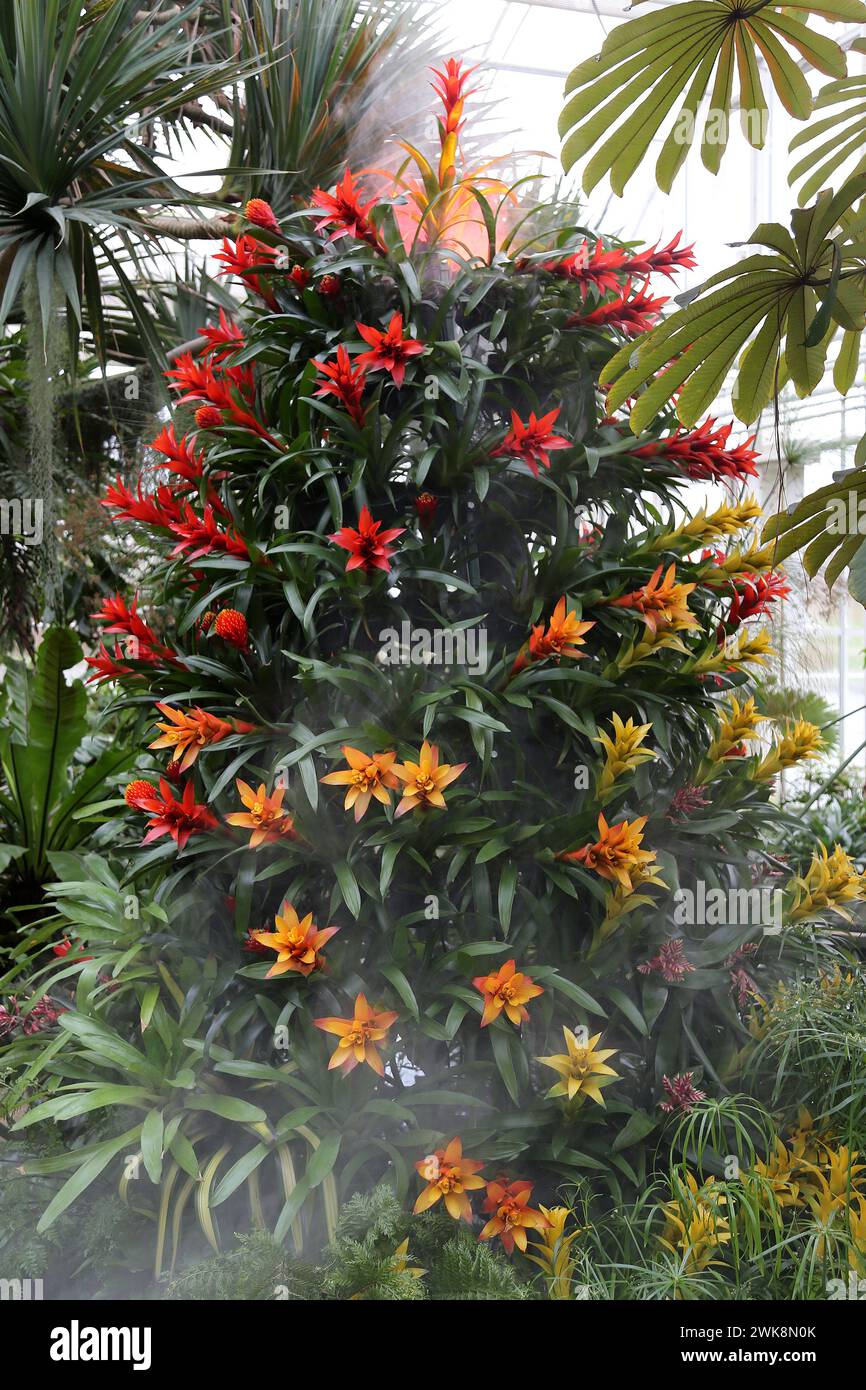 Bromeliad volcano, Tropical Zone, Houseplant Takeover 2024: Plants Before Time, Glasshouse, RHS Garden Wisley, Woking, Surrey, England, UK, Europe Stock Photo