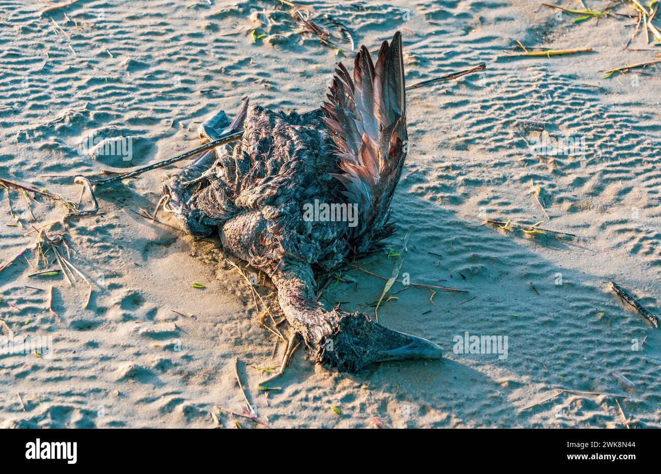 Dead bird on the North Sea beach. Stock Photo