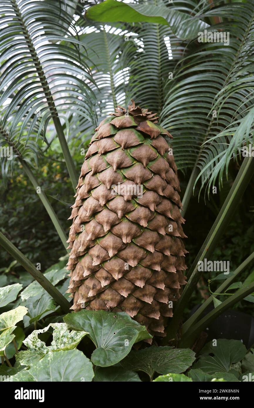 Scaly Zamia, aka Pineapple Cycad (Lepidozamia peroffskyana), Plants Before Time, Glasshouse, RHS Garden Wisley, Woking, Surrey, England, UK, Europe Stock Photo