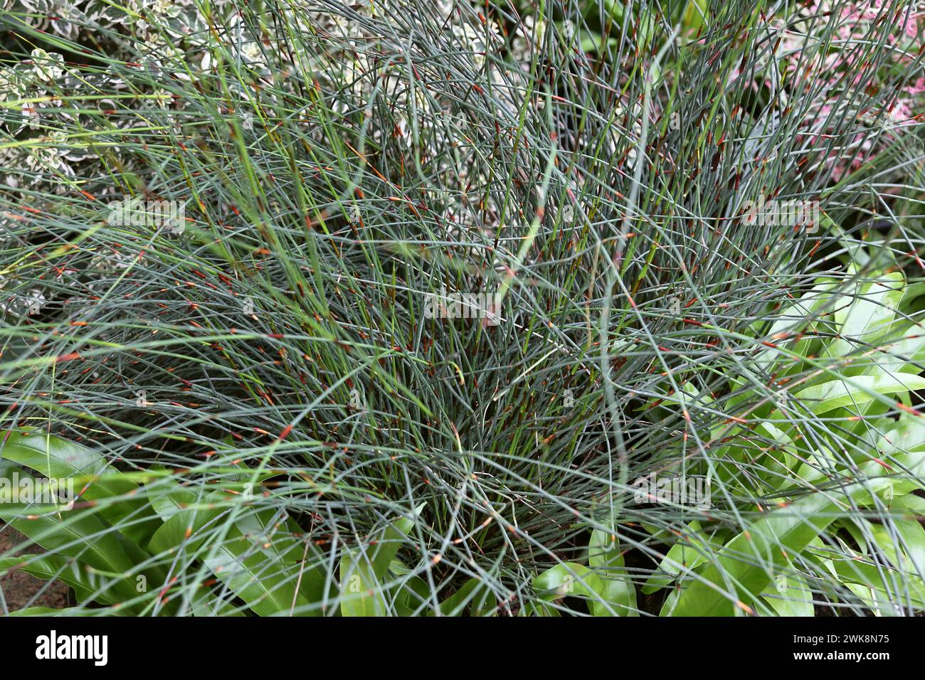 Cape Thatching Reed (Elegia tectorum), Arid Zone, Plants Before Time, Glasshouse, RHS Garden Wisley, Woking, Surrey, England, UK, Europe Stock Photo