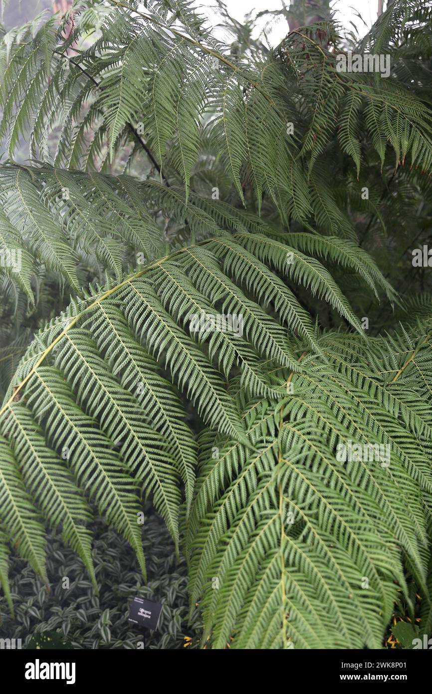 Xaxim, aka Imperial Samambaiaçu (Dicksonia sellowiana), Plants Before Time, Glasshouse, RHS Garden Wisley, Woking, Surrey, England, UK, Europe Stock Photo