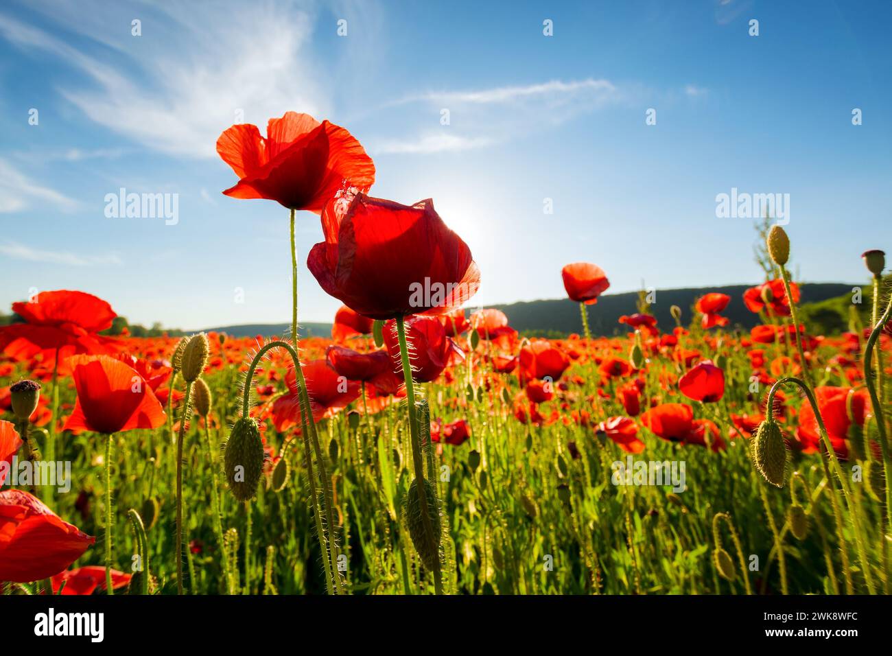 wild poppy flowers blooming in the field. summer nature scenery beneath a blue sky in evening light Stock Photo