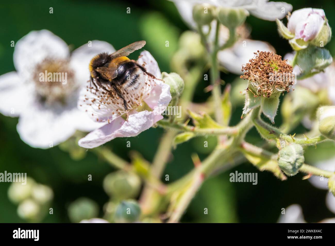 Bombus vestalis, Vestal Cuckoo Bumble Bee Stock Photo