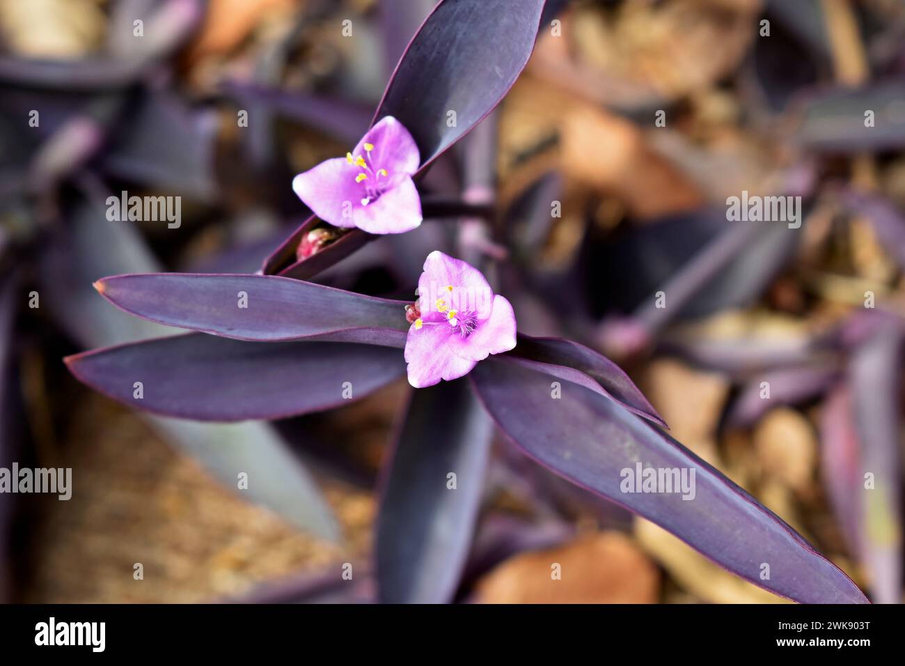 Purple queen flowers (Tradescantia pallida or Setcreasea purpurea) on garden Stock Photo