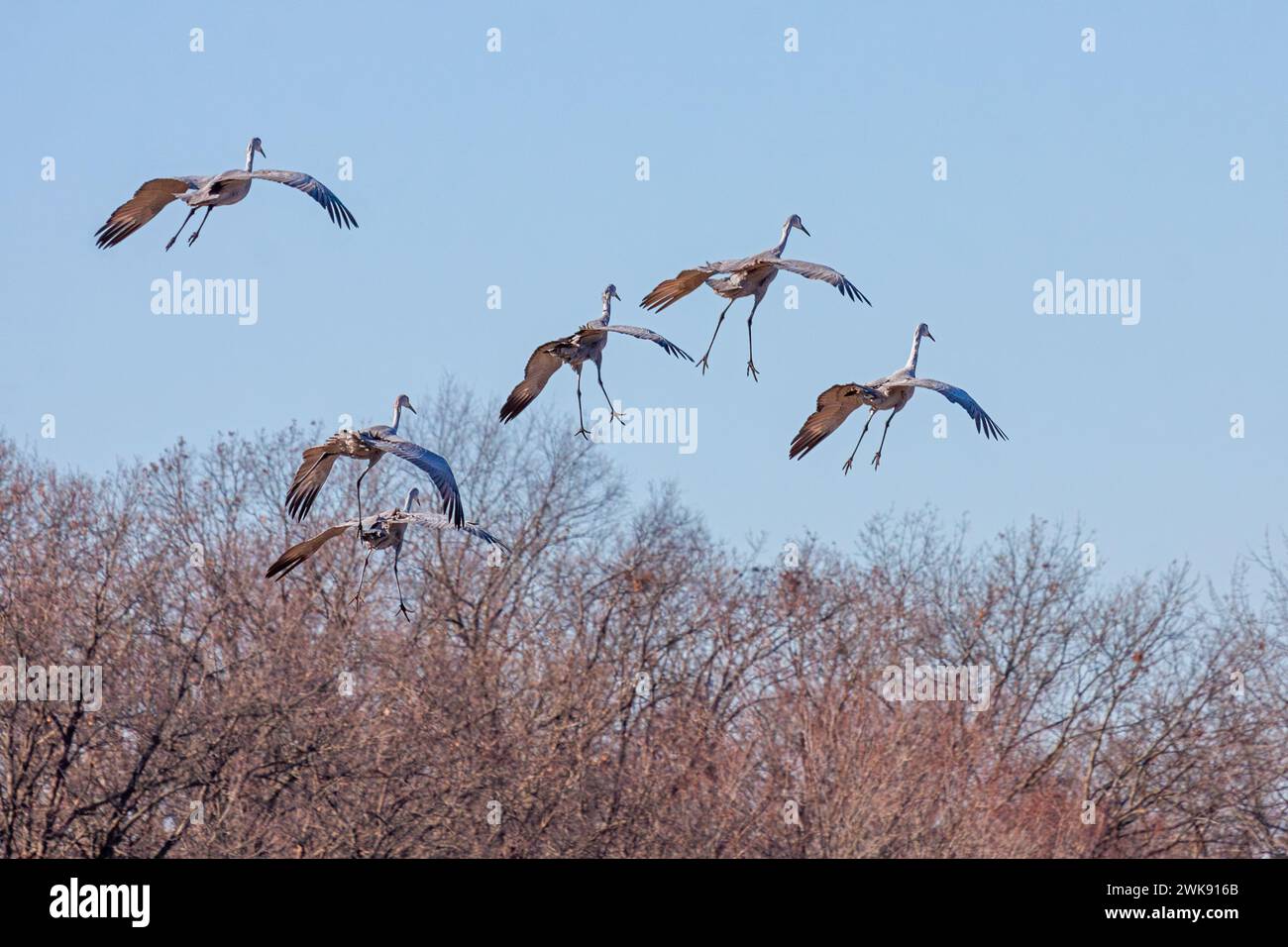 Six sandhill cranes fall from the sky. Above the treetops, their wings are spread as they drift in for a landing. Stock Photo