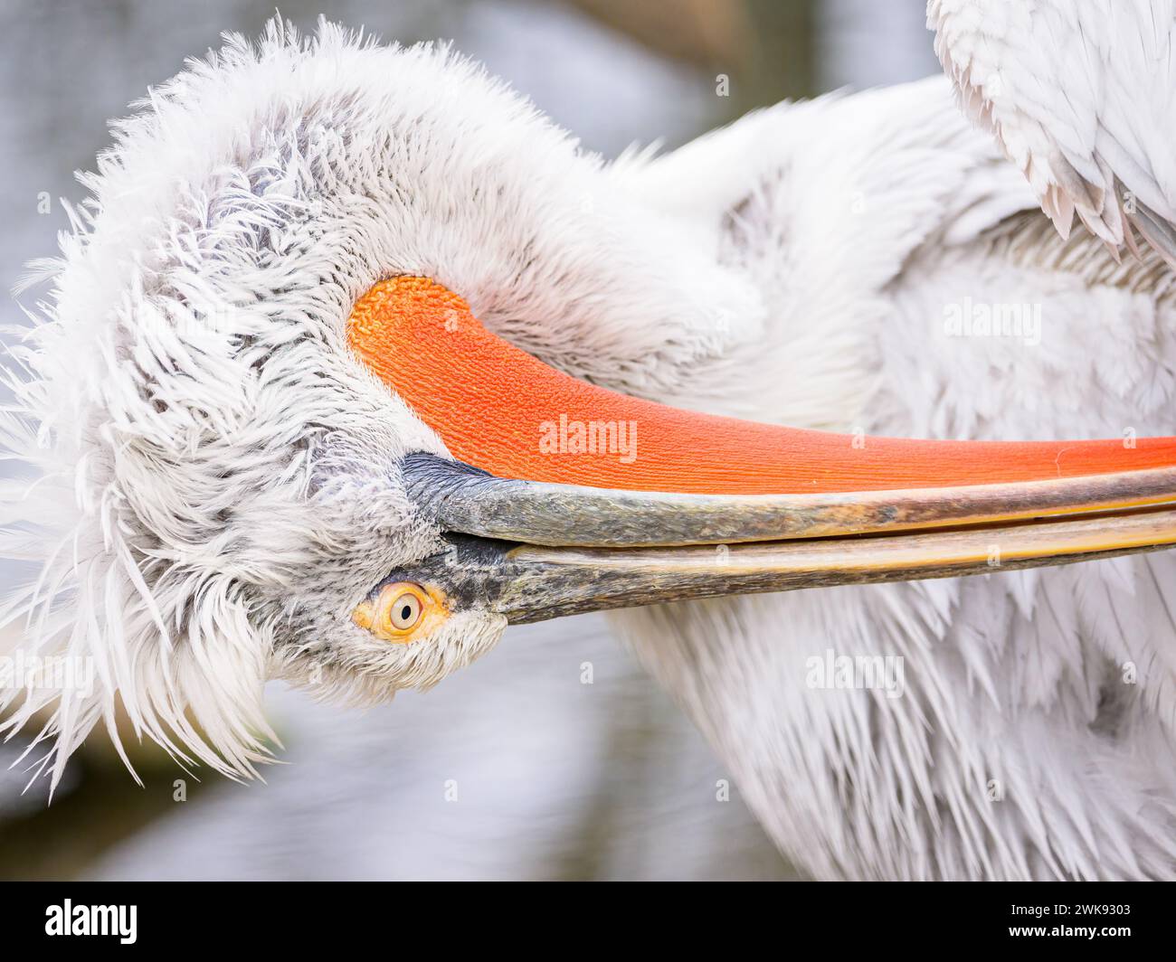 Portrait of a Dalmatian Pelican (Pelecanus crispus) on a cloudy day in winter in Vienna (Austria) Stock Photo