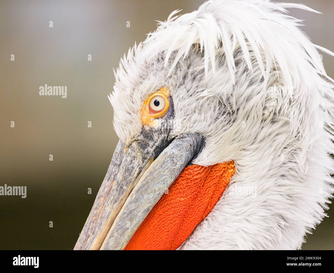 Portrait of a Dalmatian Pelican (Pelecanus crispus) on a cloudy day in winter in Vienna (Austria) Stock Photo