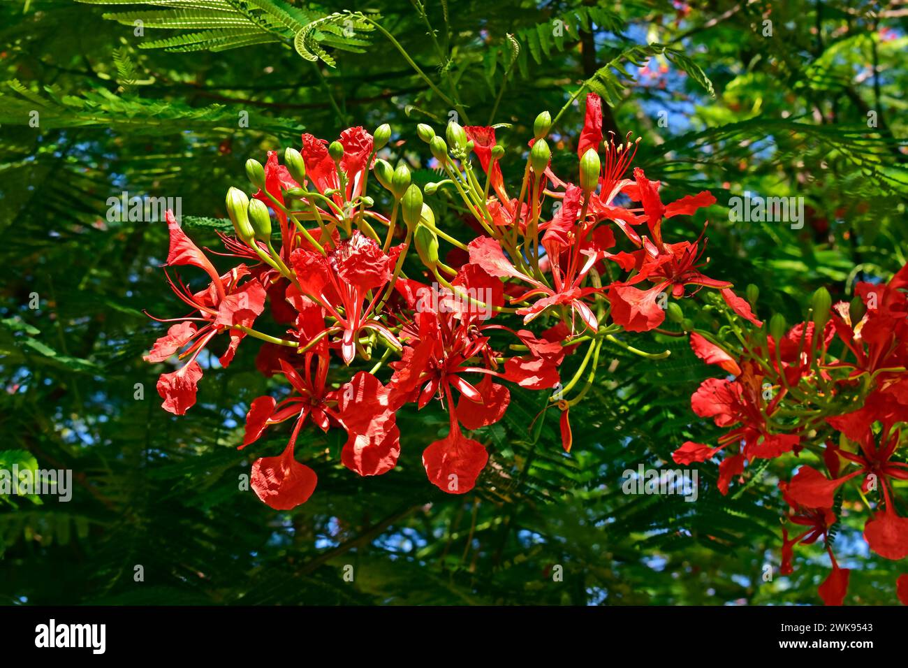 Royal poinciana, flamboyant or flame tree flowers (Delonix regia) Stock Photo