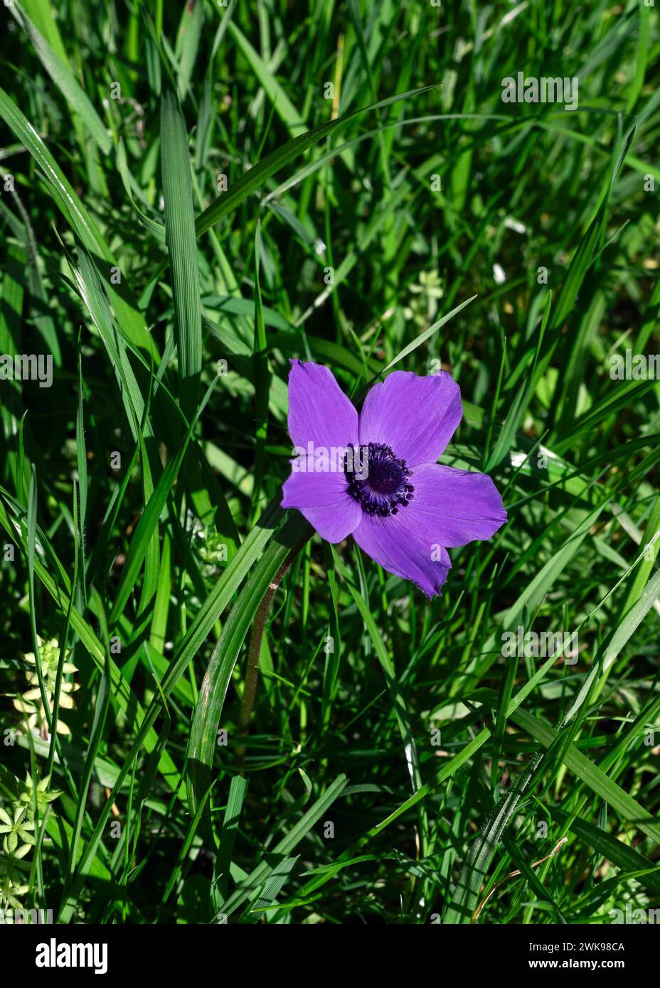 Purple anemone flower on a green meadow in spring Stock Photo