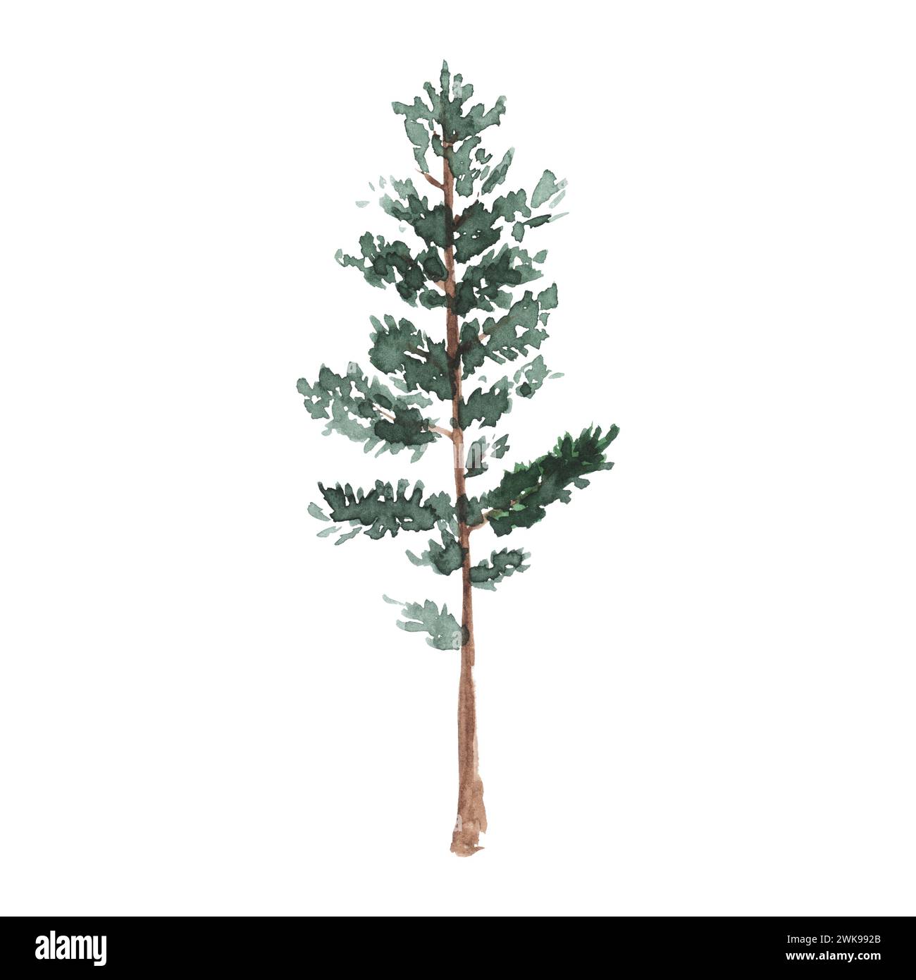Watercolor green pine tree on white background. Isolated hand drawn ...