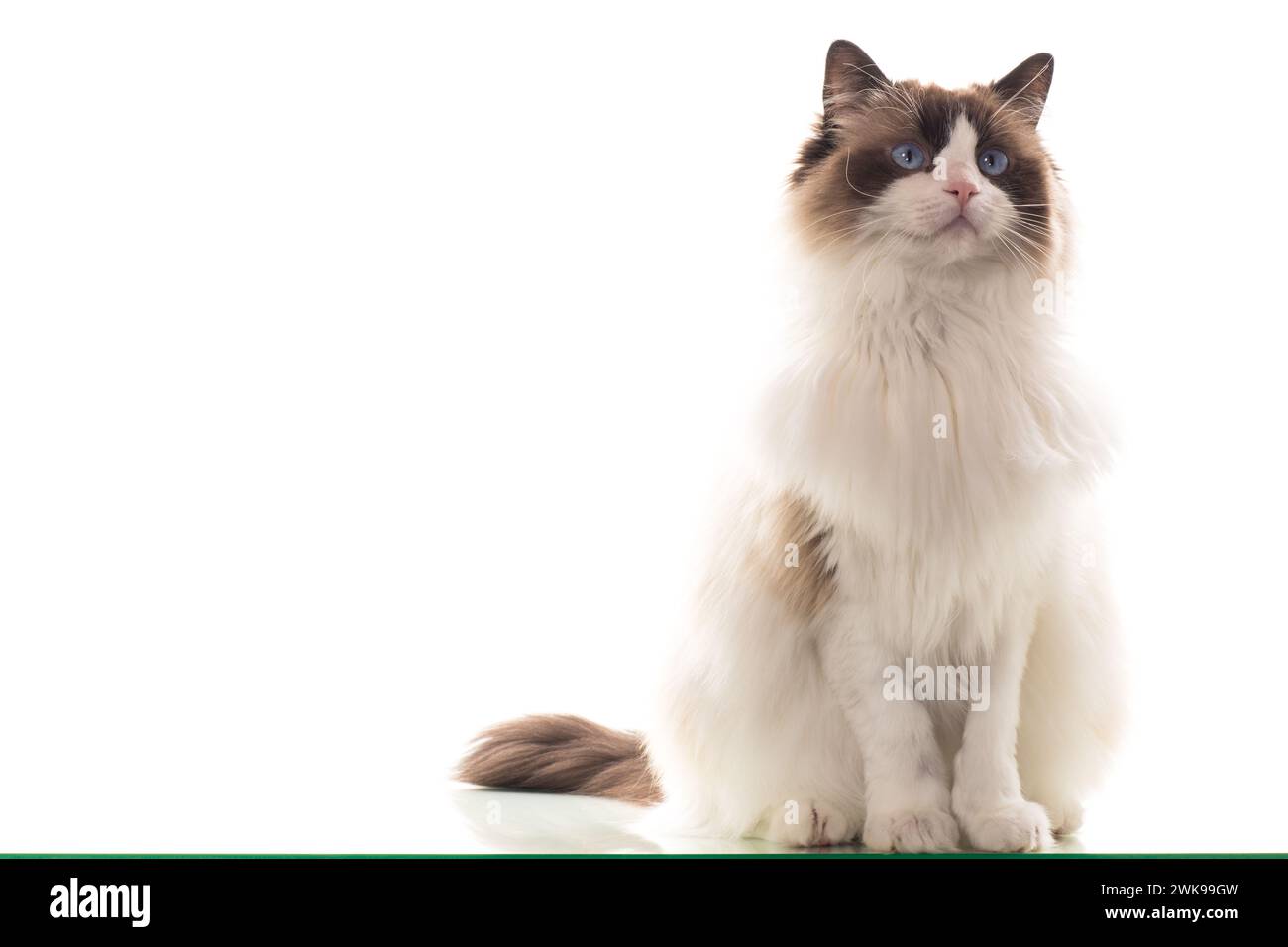 Beautiful young healthy Ragdoll cat isolated on a white background ...