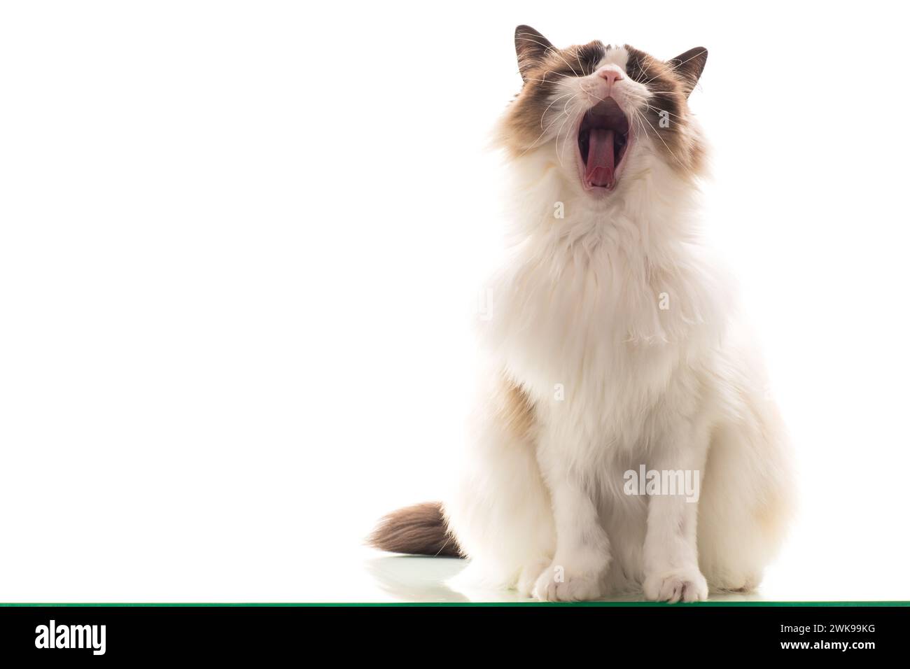 Beautiful young healthy Ragdoll cat isolated on a white background ...