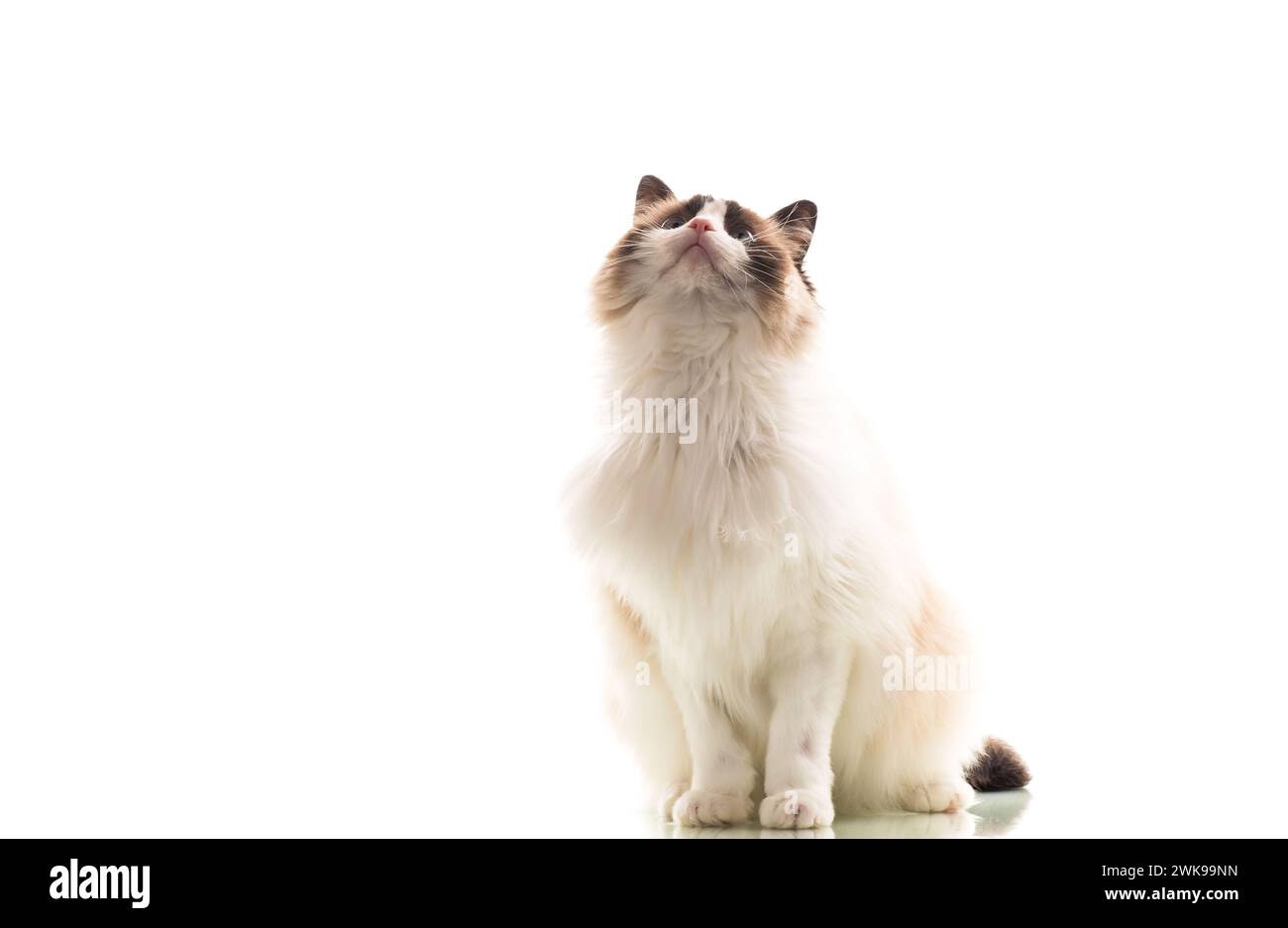 Beautiful young healthy Ragdoll cat isolated on a white background ...