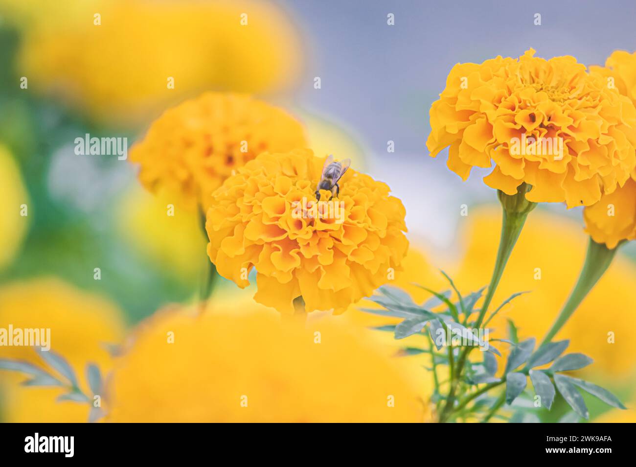 Yellow flowers with a bee eating pollen apis mellifera stock photo alamy