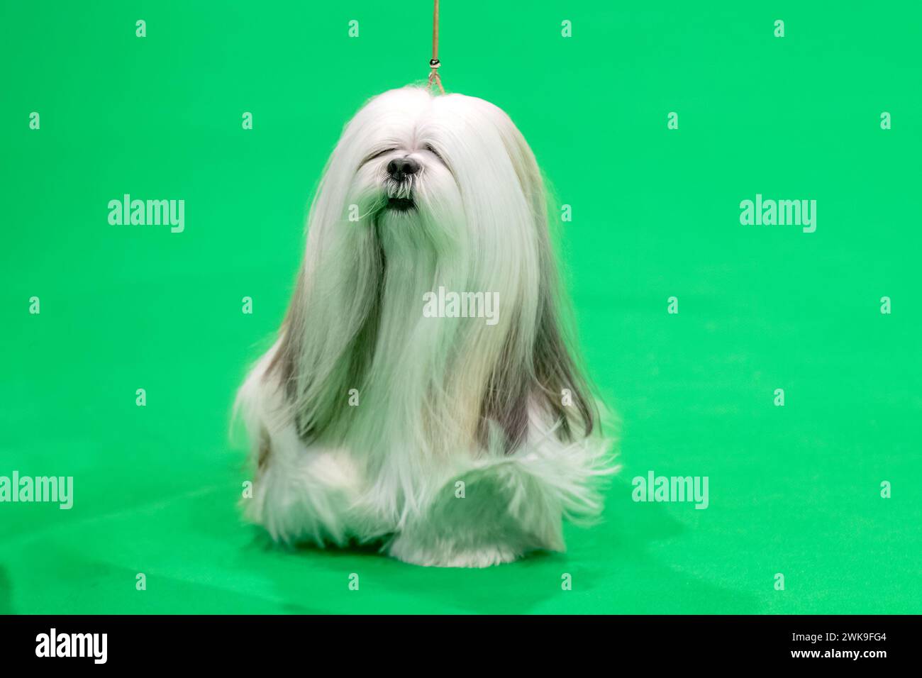 Long haired Lhasa Apso dog at a dog show Stock Photo