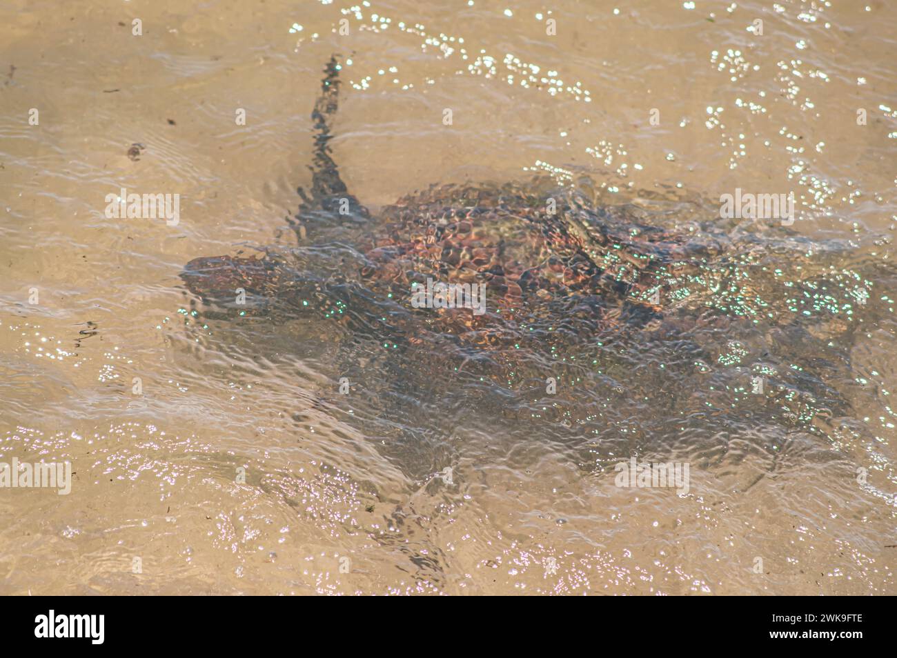 Sea turtle swimming on the edge of a beach in Santa Catarina in Brazil, turtle in the water, Cheloniidae. Stock Photo