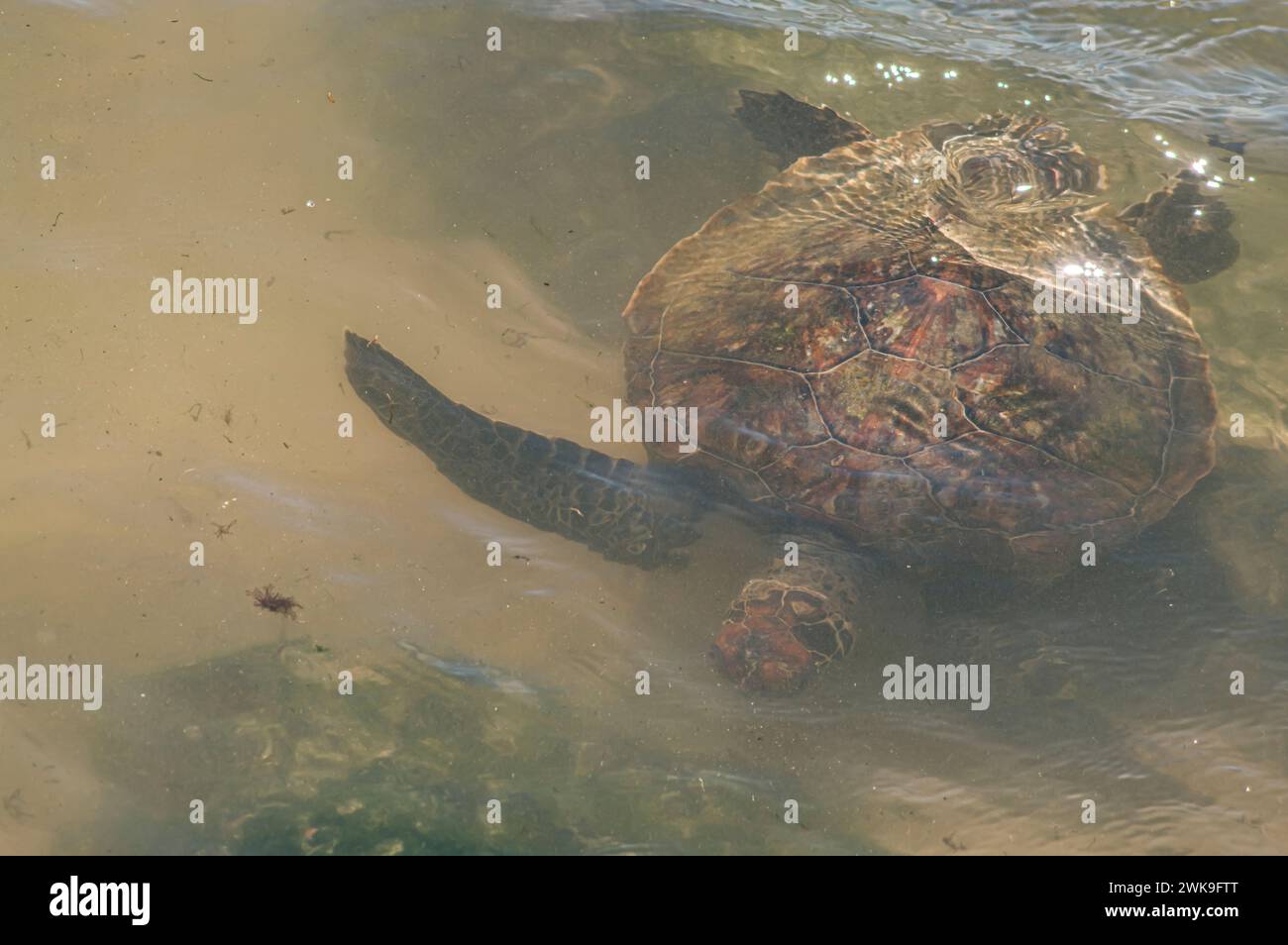 Sea turtle swimming on the edge of a beach in Santa Catarina in Brazil, turtle in the water, Cheloniidae. Stock Photo