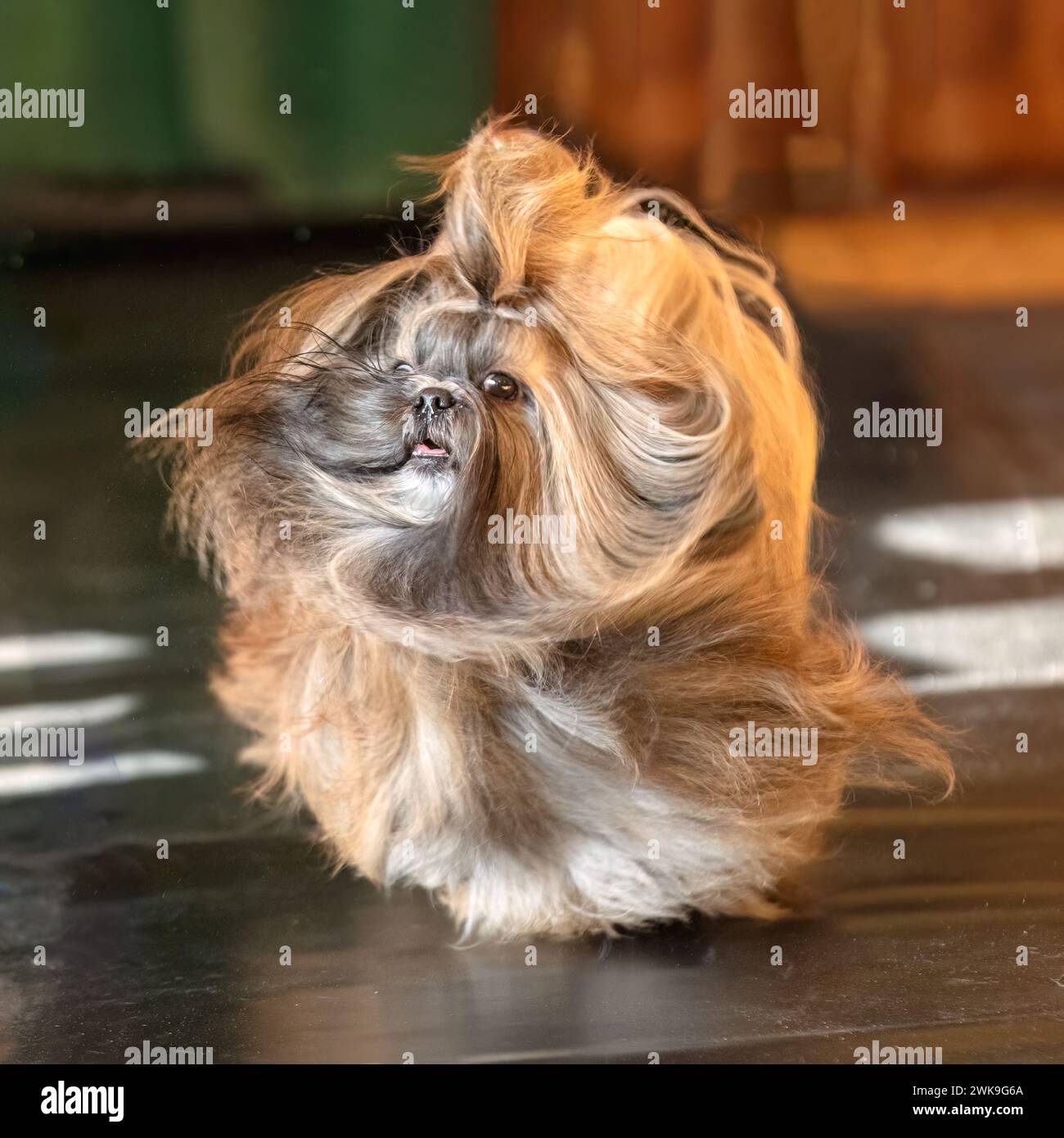 Long haired Shih Tzu shaking with hair flying Stock Photo Alamy