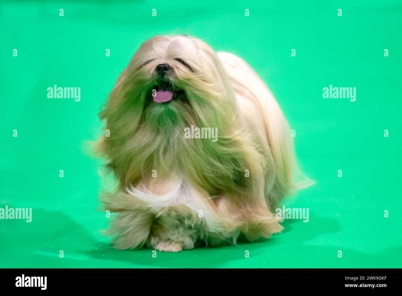 Long haired gold Lhasa Apso dog at a dog show Stock Photo