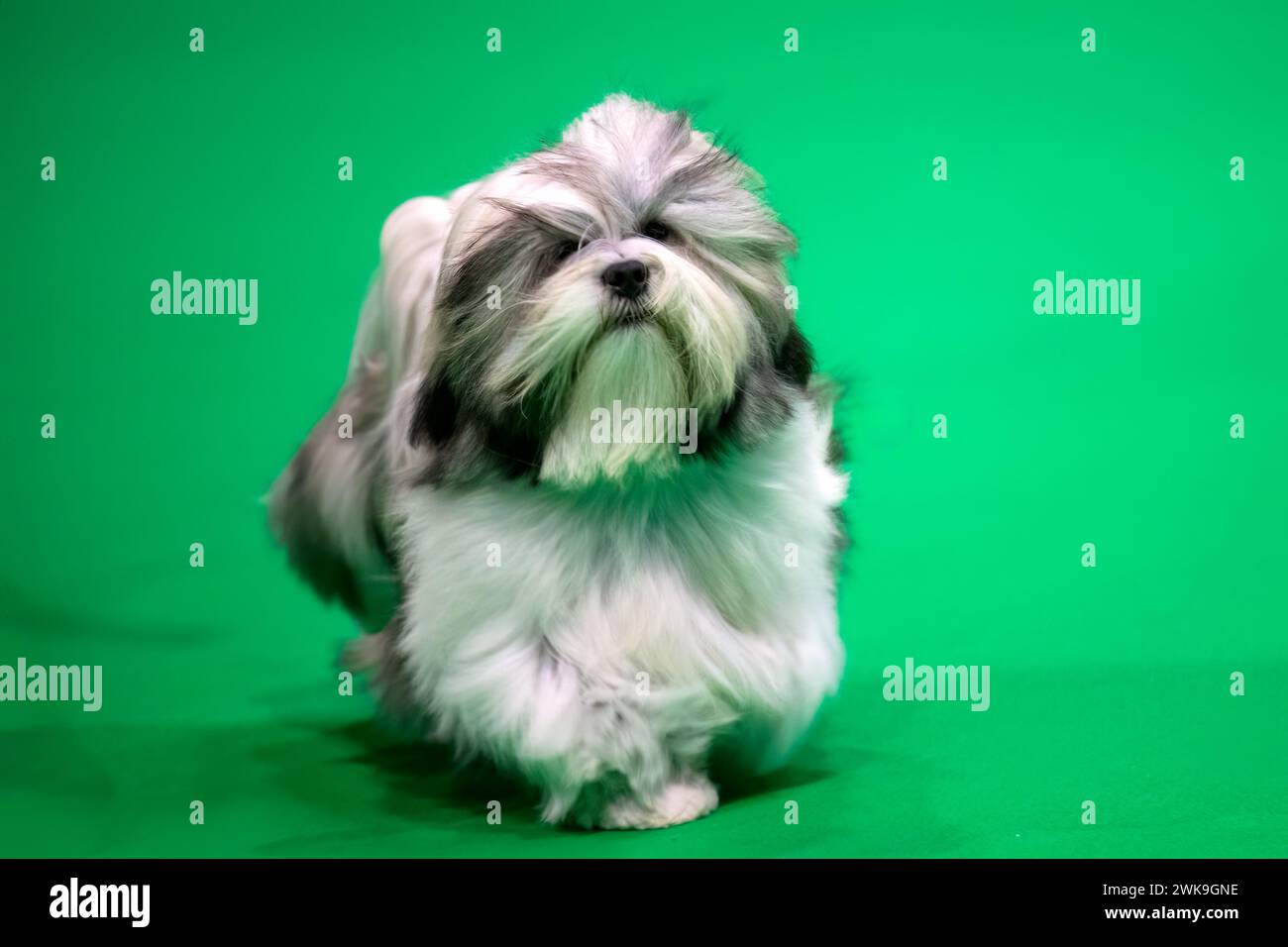 Long haired Lhasa Apso puppy dog ata dog show walking on green carpet Stock Photo