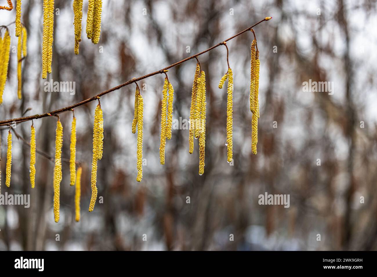 Haslenpollen hägen, während es regnet, von den Bäume. Für Allergiker ist dies gutes Wetter. (Rapperswil-Jona, Schweiz, 25.02.2023) Stock Photo