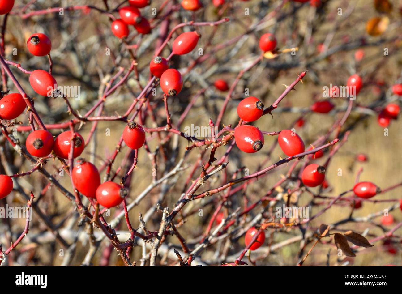 Rose hip bush hi-res stock photography and images - Alamy