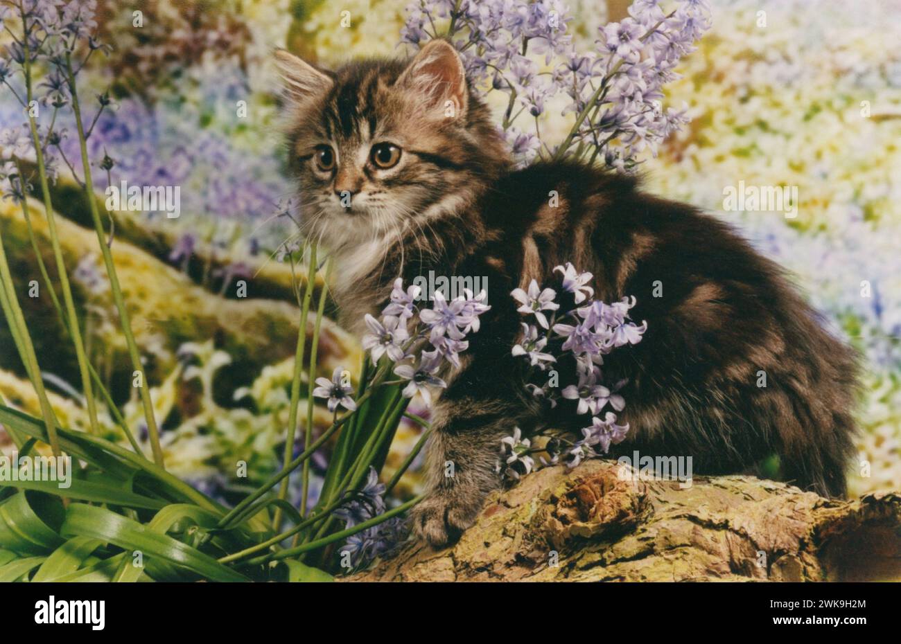 Brown Tabby Kitten in Bluebells Stock Photo