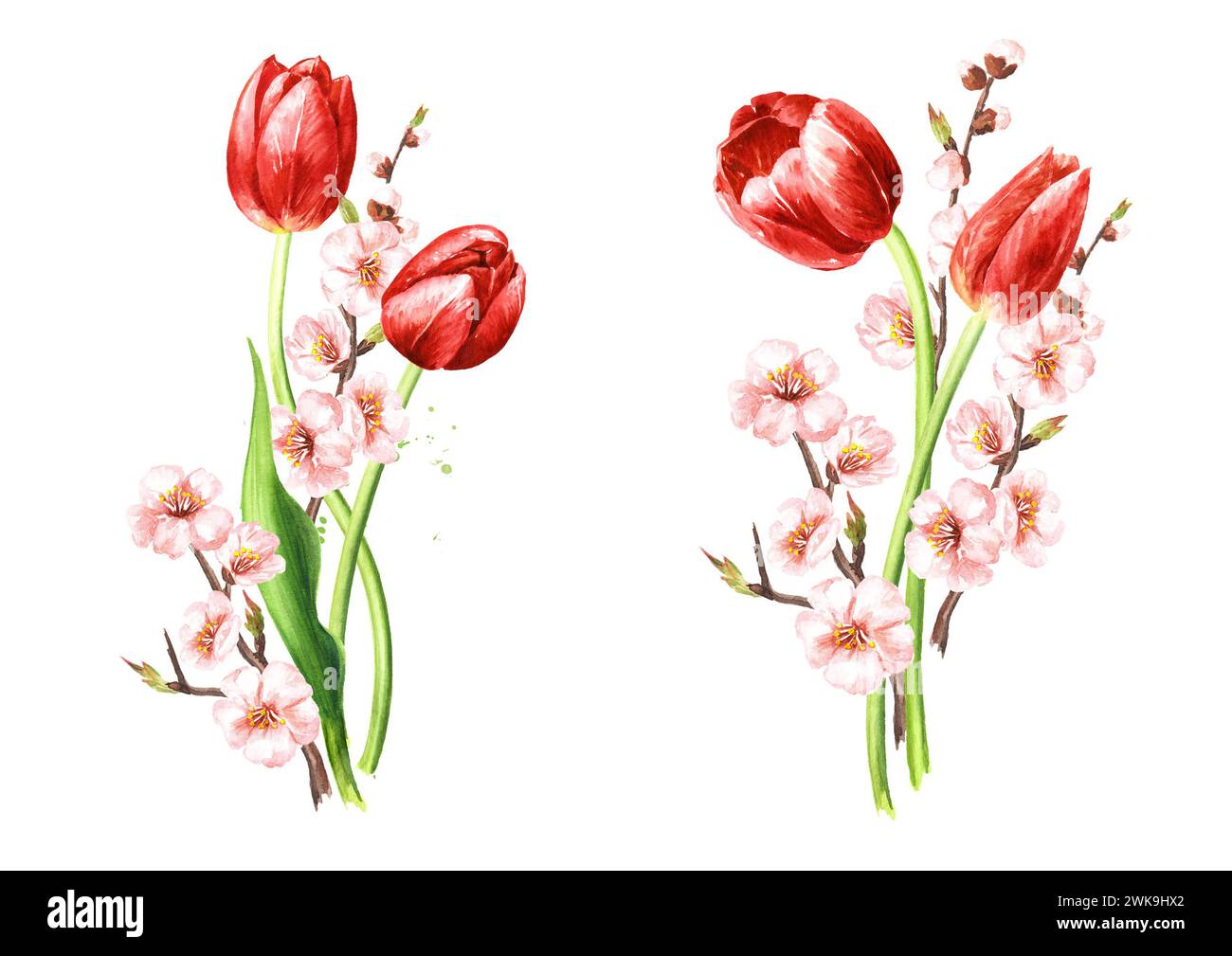 Spring flowers and Red tulips set. Hand drawn watercolor illustration ...