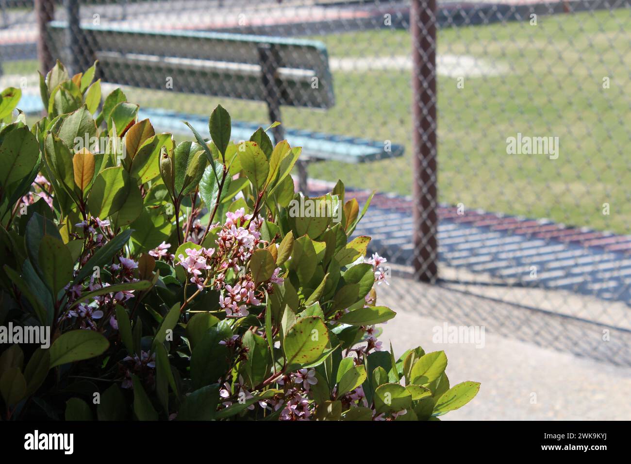 Spring flowers in the park hi-res stock photography and images - Alamy