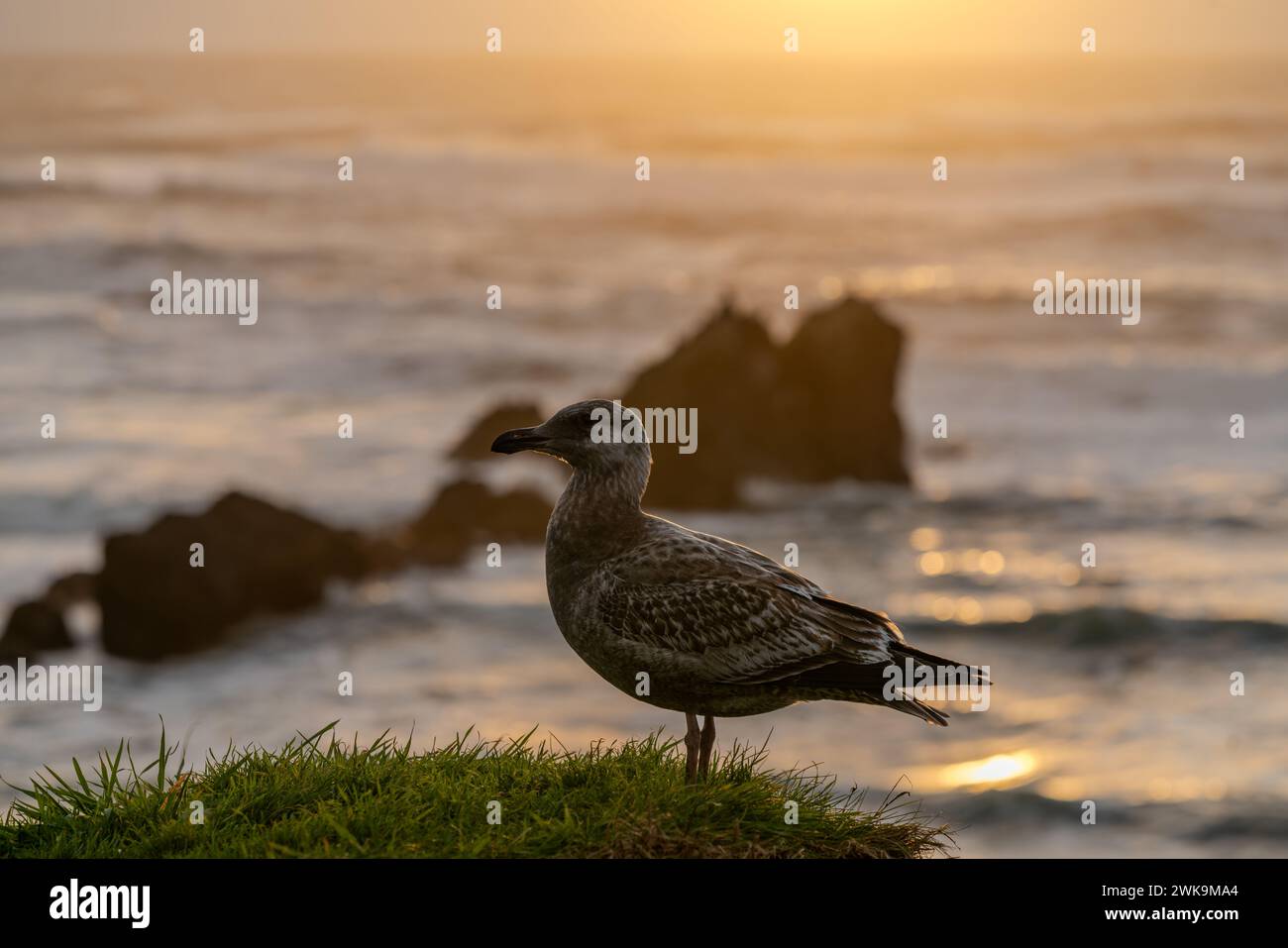 Epic ocean view hi-res stock photography and images - Alamy