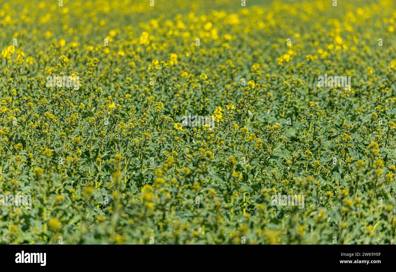 Auf einem Agrarfeld fängt der Raps an gelbe Blüten zu entwickeln. (Wil ZH, Schweiz, 09.04.2023) Stock Photo