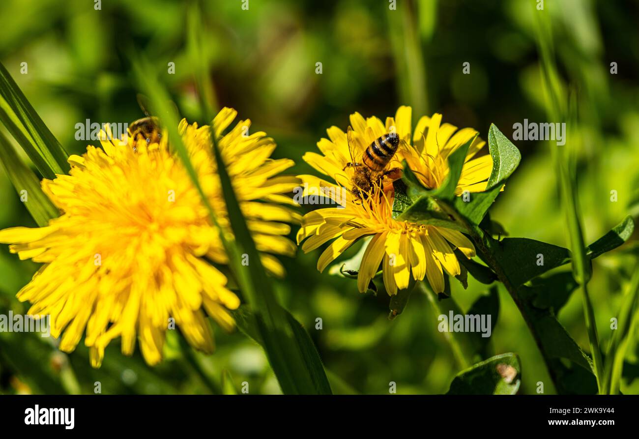 Eine Biene auf der Suche nach Necktar und Pollen bei der Blume des gewöhnlichen Löwenzahns. (Rheinau, Schweiz, 09.04.2023) Stock Photo