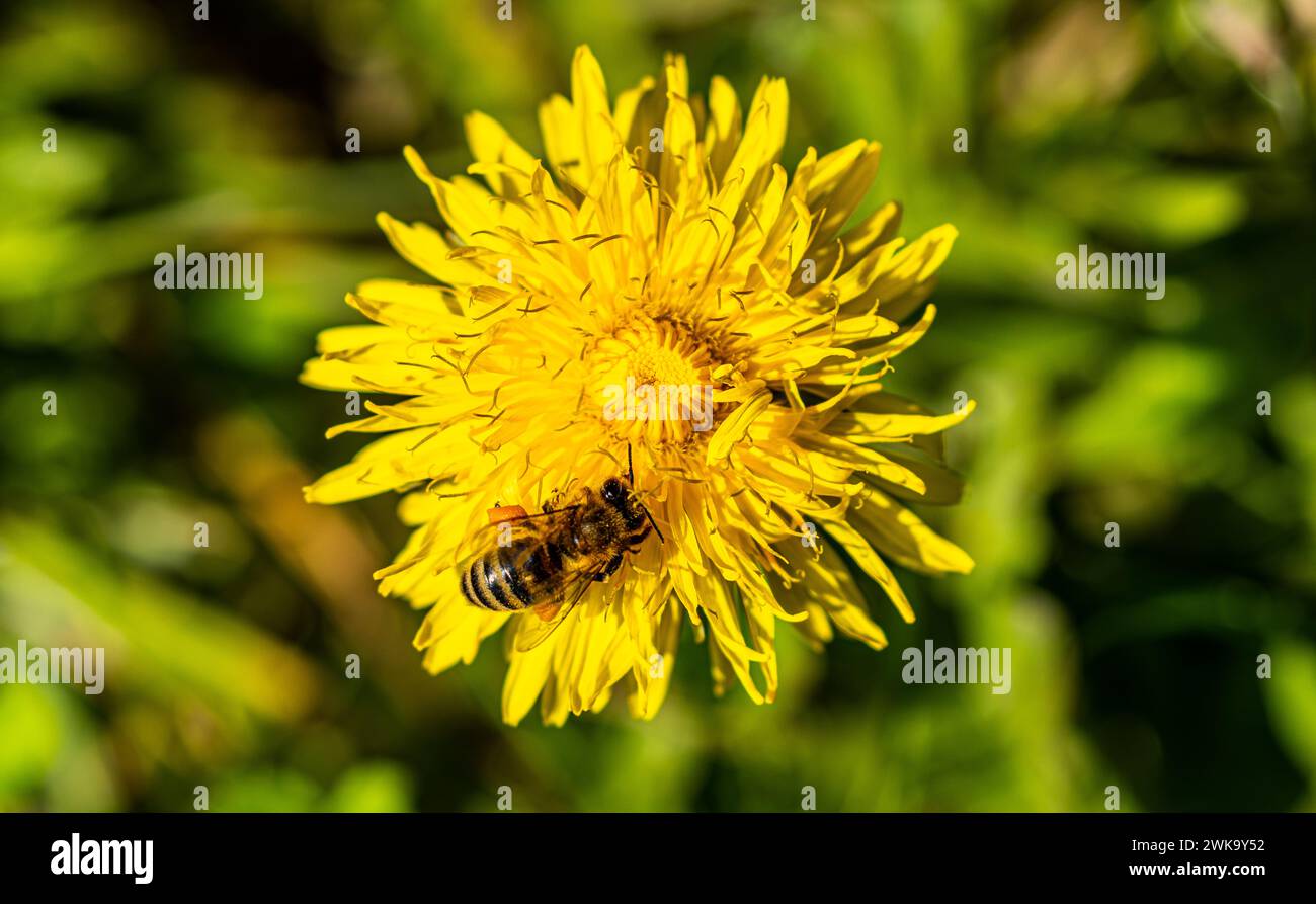 Eine Biene auf der Suche nach Necktar und Pollen bei der Blume des gewöhnlichen Löwenzahns. (Rheinau, Schweiz, 09.04.2023) Stock Photo