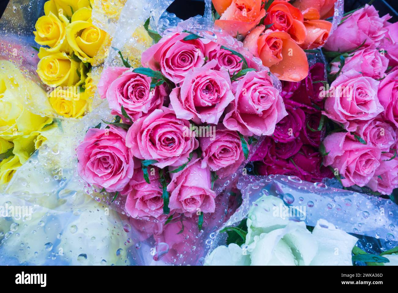 Colourful cellophane wrapped pink roses covered in a mist of fine rain droplets Stock Photo Alamy
