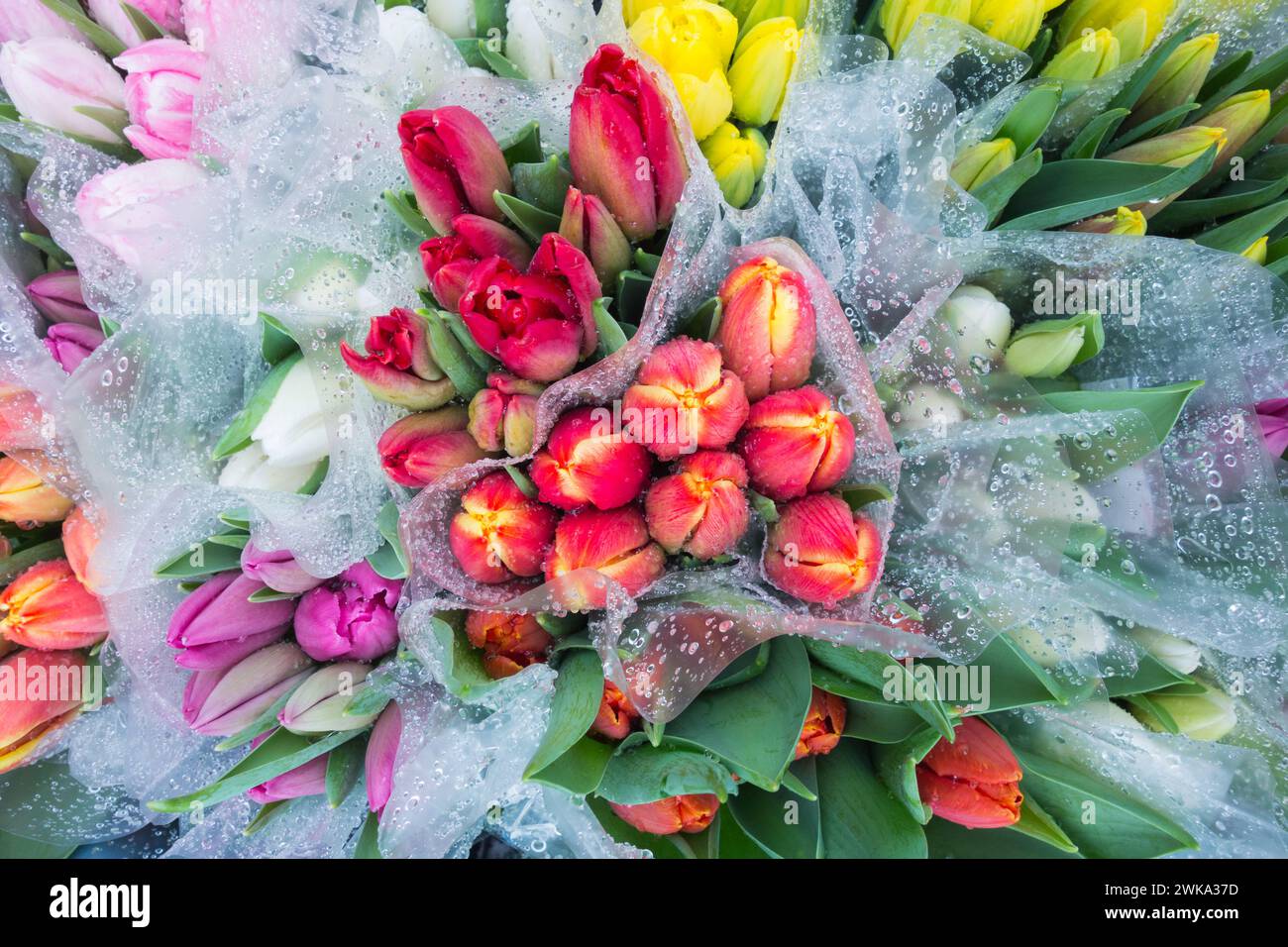 Colourful cellophane wrapped red tulips covered in a mist of fine rain droplets Stock Photo