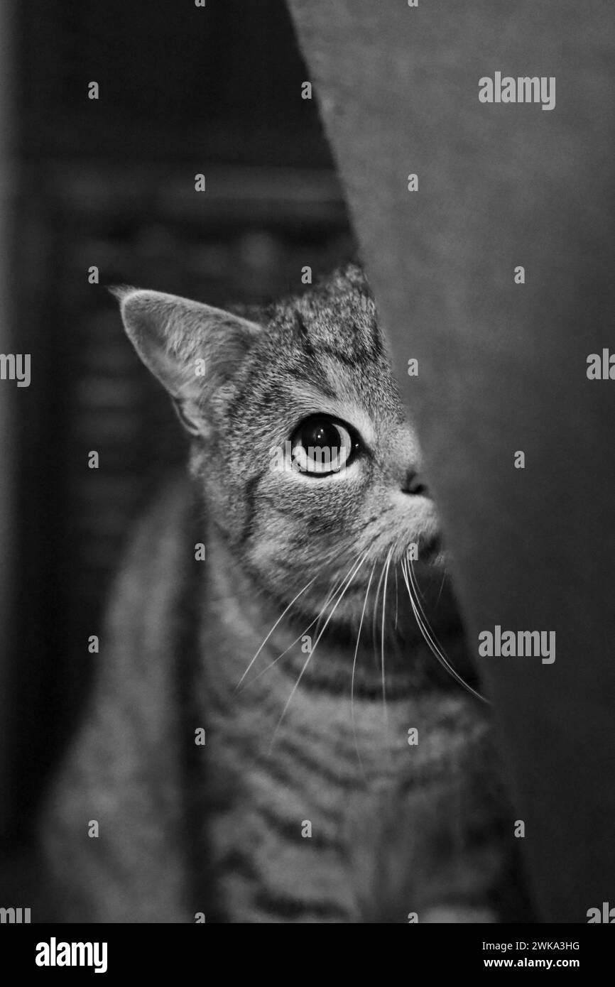 Cat peeking around corner hi-res stock photography and images - Alamy