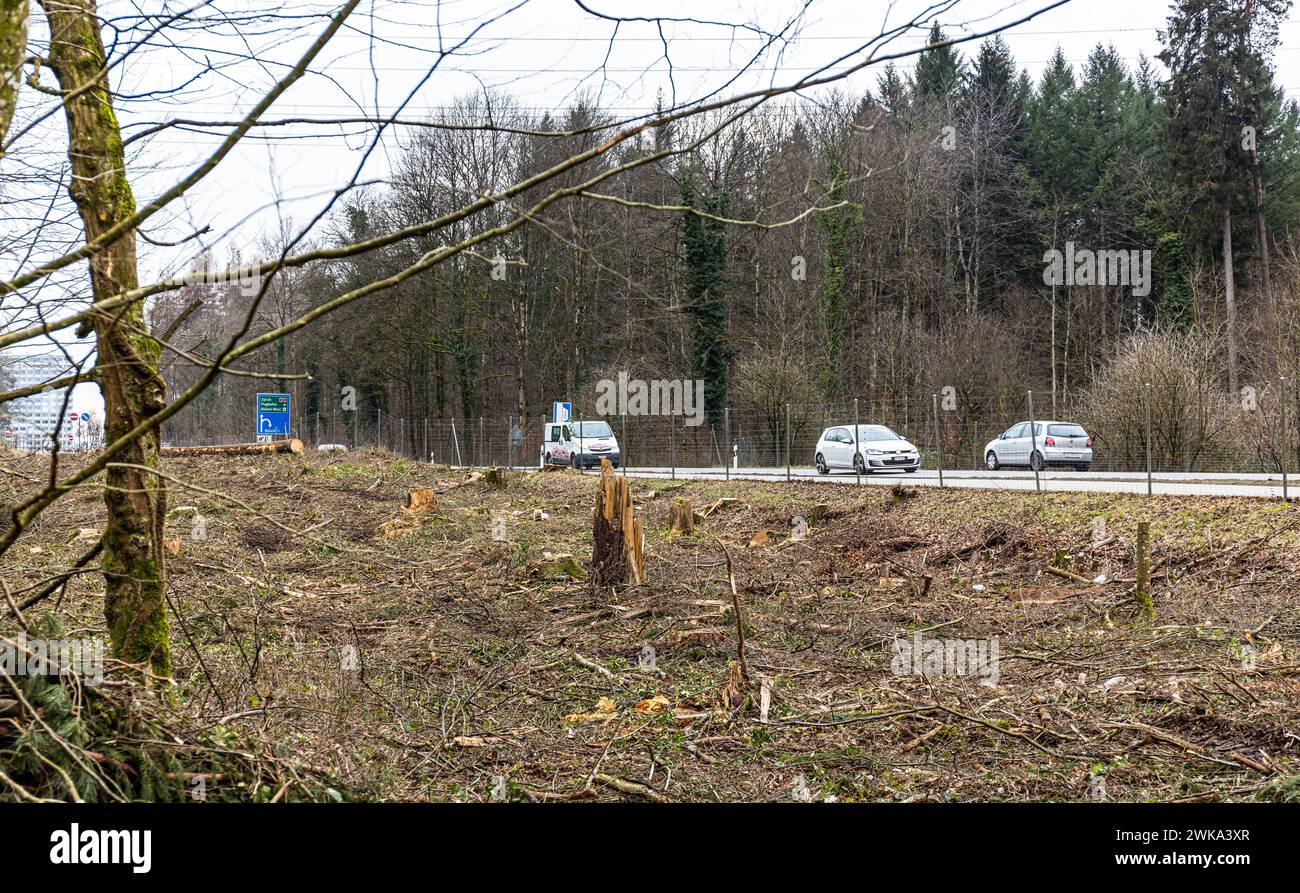 Blick in die gerodete Waldschneise. Hier soll die Hauptstrasse durch den Hardwald auf vier Spuren ausgebaut werden. (Bülach, Schweiz, 29.01.2023) Stock Photo